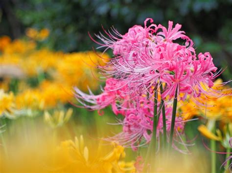 彼岸花 紫色|彼岸花の色の種類！花言葉の意味の違いや由来と迷信、咲く時期。